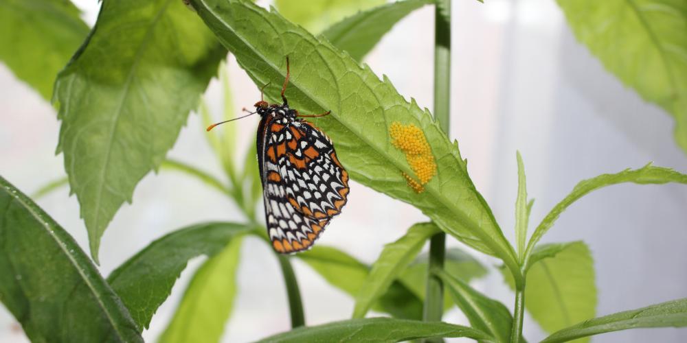 Euphydryas phaeton